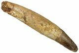Real Spinosaurus Tooth - Original Root! #314735-1